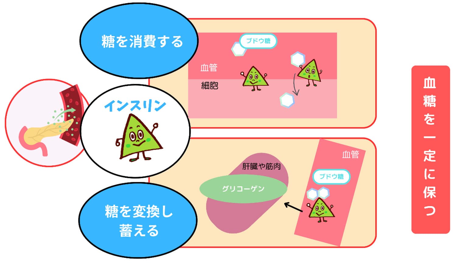 血糖を一定に保つインスリンの働き